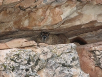 Marmot